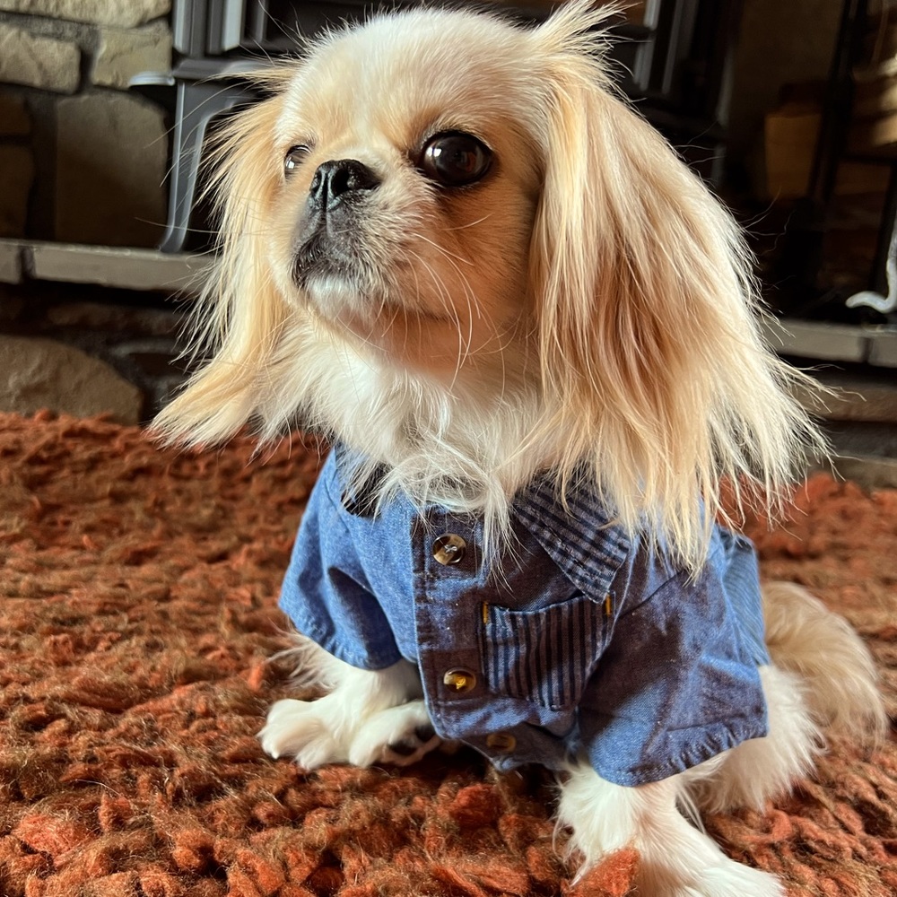 Denim Blue Short-Sleeve Button-down Striped Oxford Shirt for Dogs